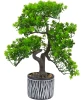 kunstbonsai-gruen-gestreift-1172968_1807_HB_H_EP_02.jpg