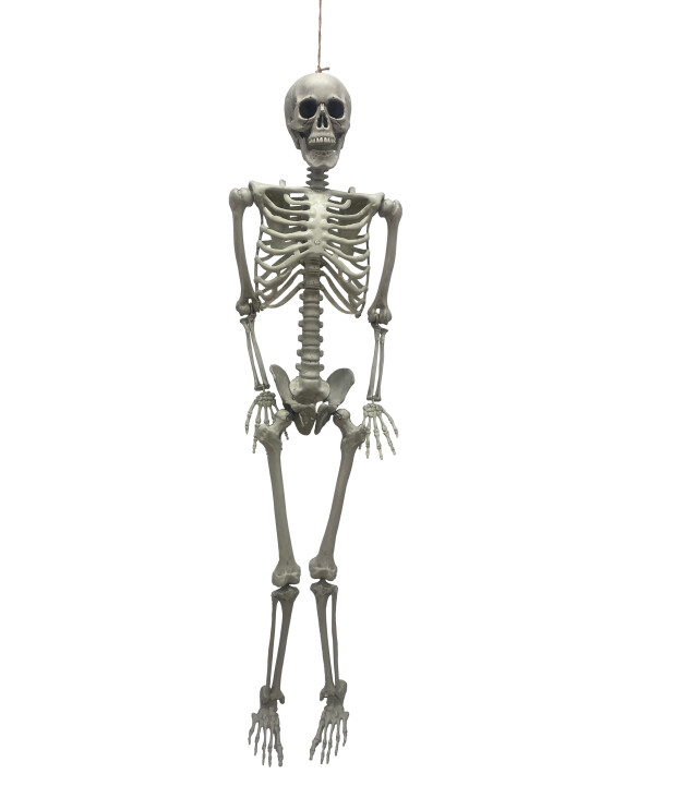 Positionierbares Skelett 160cm online kaufen!