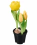 kunstblume-tulpe-gelb-1178546_1407_HB_L_KIK_01.jpg