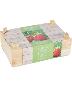 Aardbeien kweekset