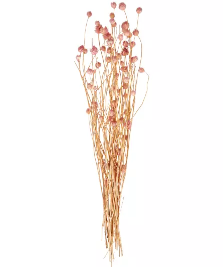 Boeket van gedroogde bloemen Gomphrena