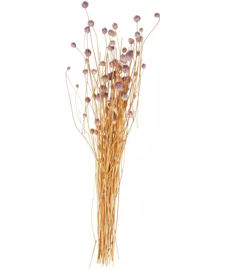 Kytice sušených květin Gomphrena