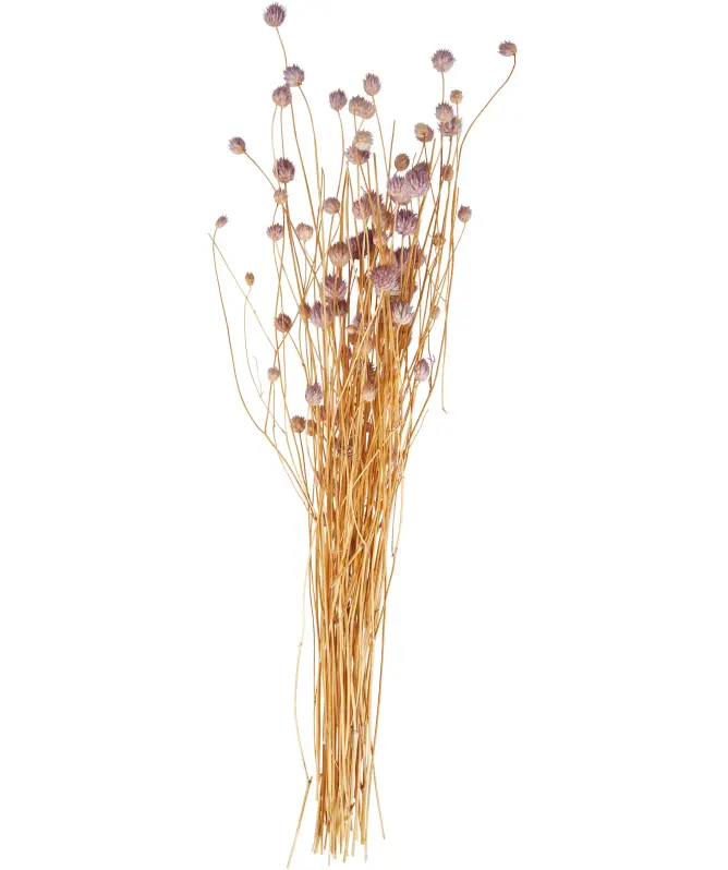 Kytice sušených květin Gomphrena