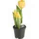 Kunstblume
