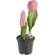 Kunstblume