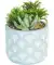 Kunstpflanze Sukkulente hellblau
