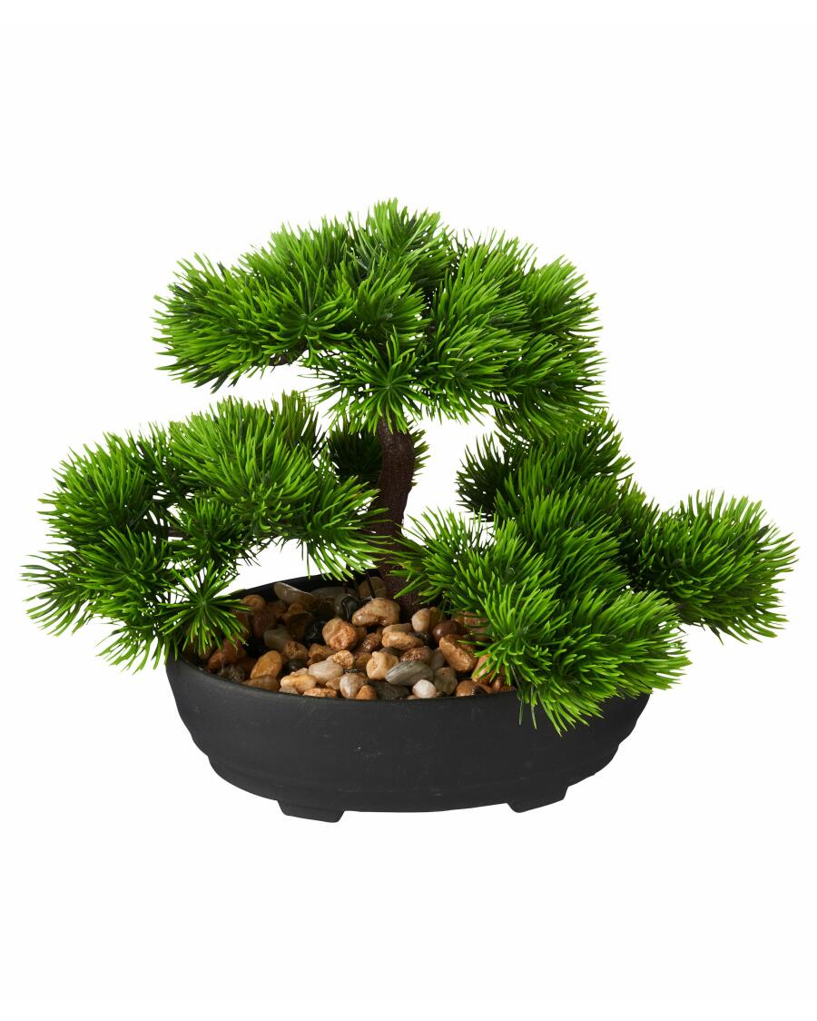 bananenpflanze hornbach Chamaerops Humilis - 160cm main image 0
