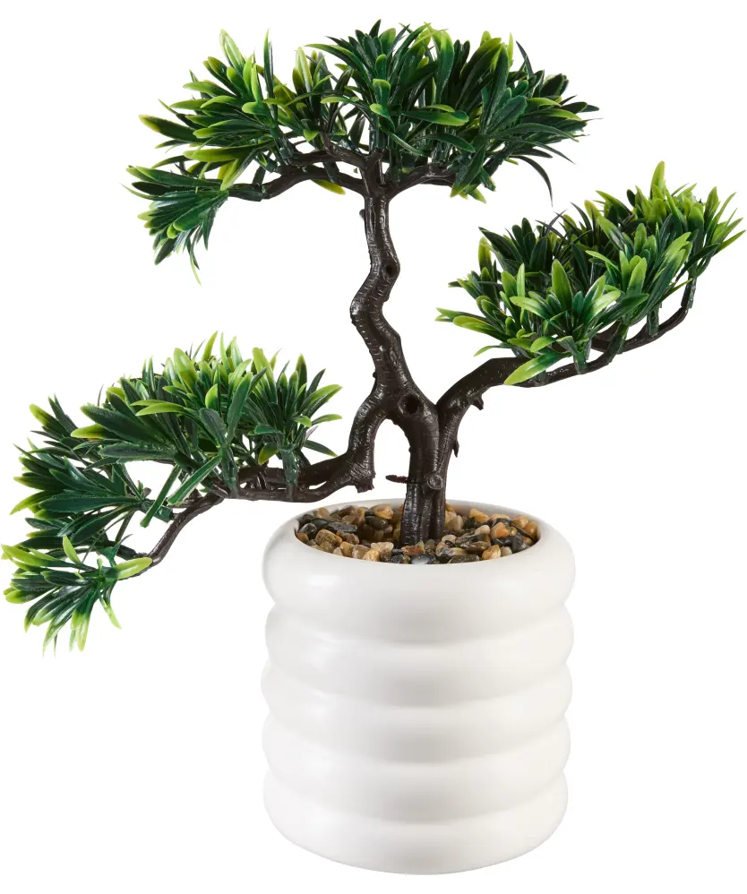 drachenbaum kaufen Kanarische Drachenbaum (Dracaena draco)
