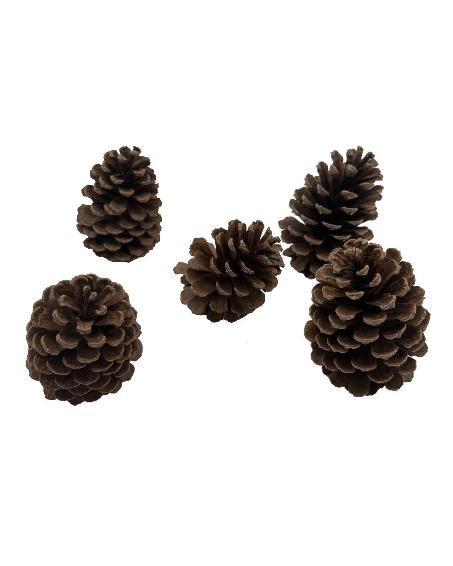 Dennenappels Kerst naturel