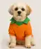 Hundekostüm Halloween orange