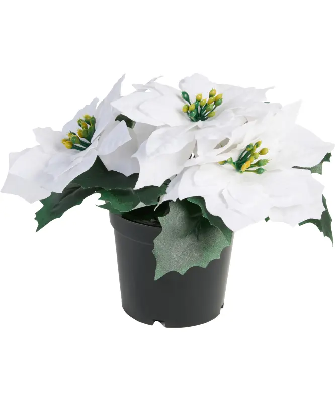 Kunstblume Weihnachten