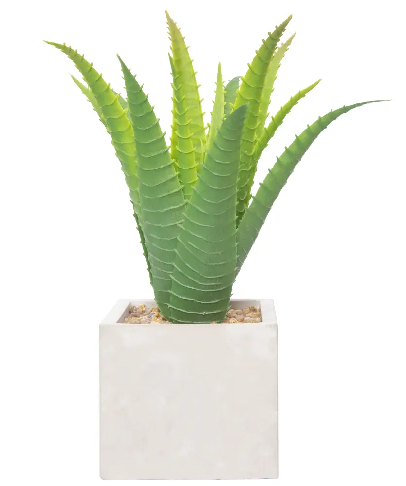 agave echse Agave utahensis var. eborispina – Hidden Agave main image 1