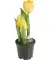 Sztuczne kwiaty żółty