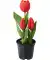 Kunstbloemen tulpen rood