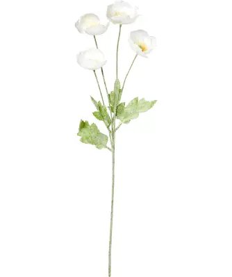 kriechender salbei Kretischer Salbei Wild (Salvia Fruticosa / Salvia Triloba) – Botano
