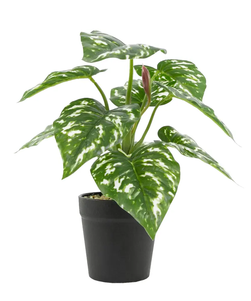 monstera senker Monstera Adansonii Swiss cheese Hanging Basket