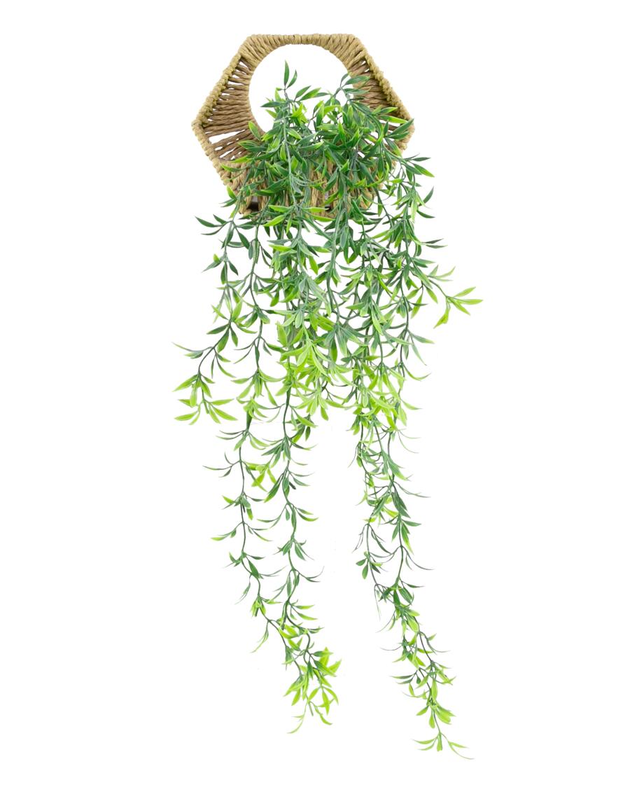majestic philodendron Philodendron verrucosum x sodiroi (Majestic) main image 1