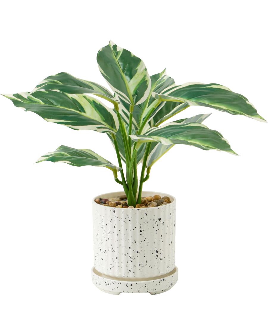 monstera deliciosa borsigiana aurea Buy Monstera Aurea (3-5 Leaves) main image 0