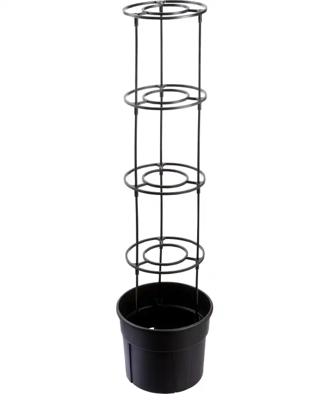 Tomatenplant pot zwart
