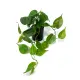 Planta artificial: hiedra