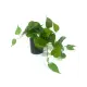 Planta artificial: hiedra