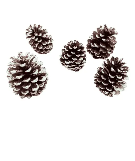 Tannenzapfen Weihnachten