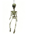 Halloween Deko-Skelett naturfarben
