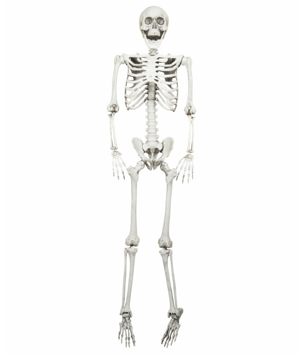 Deko-Skelett (Art. 1145978)